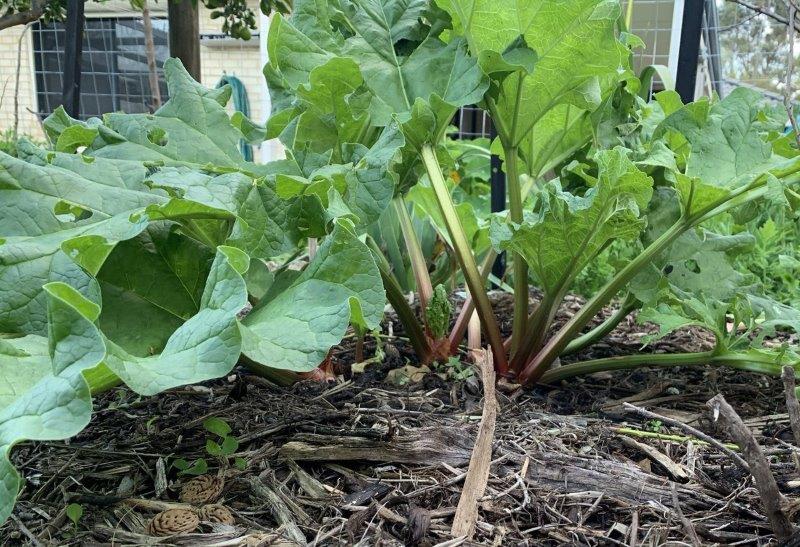 Rhubarb is grown for its tasty stalks