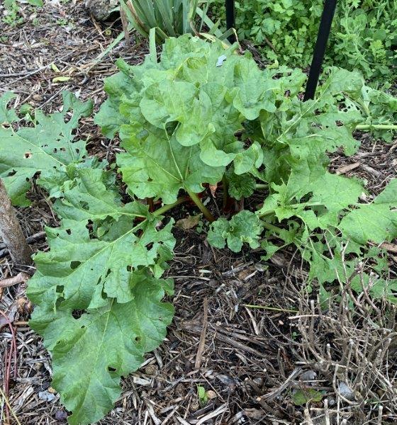 The only issue we have had with rhubarb are snails, slugs and caterpillars