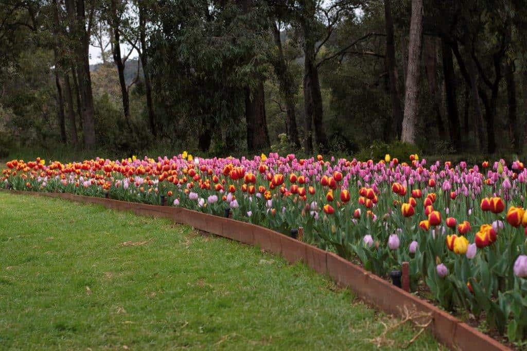 The tulips at the Yates Springtime Festival are worth the visit