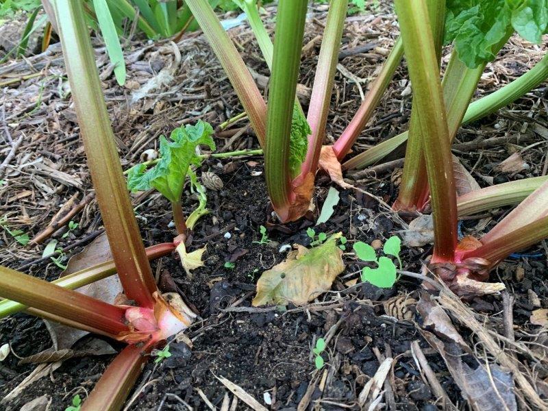 These rhubarb crowns need dividing