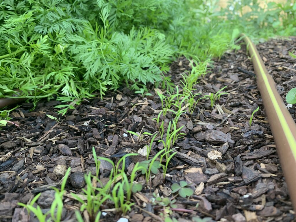 A succession crop of carrots