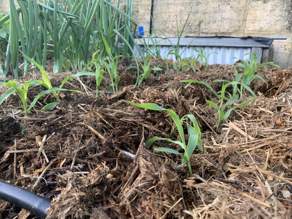 Bi-colour corn up and doing well