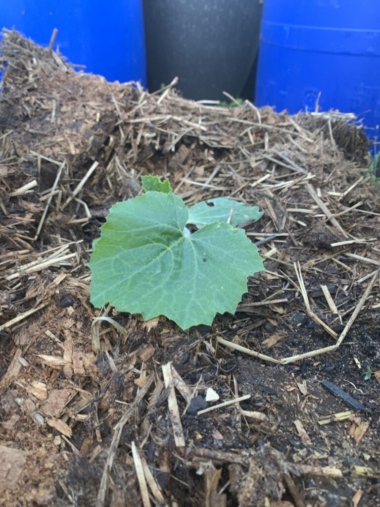 Black beauty zucchini transplanted