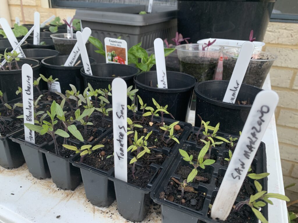 Our summer vegetable seedling