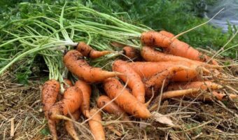 A nice harvest of carrots