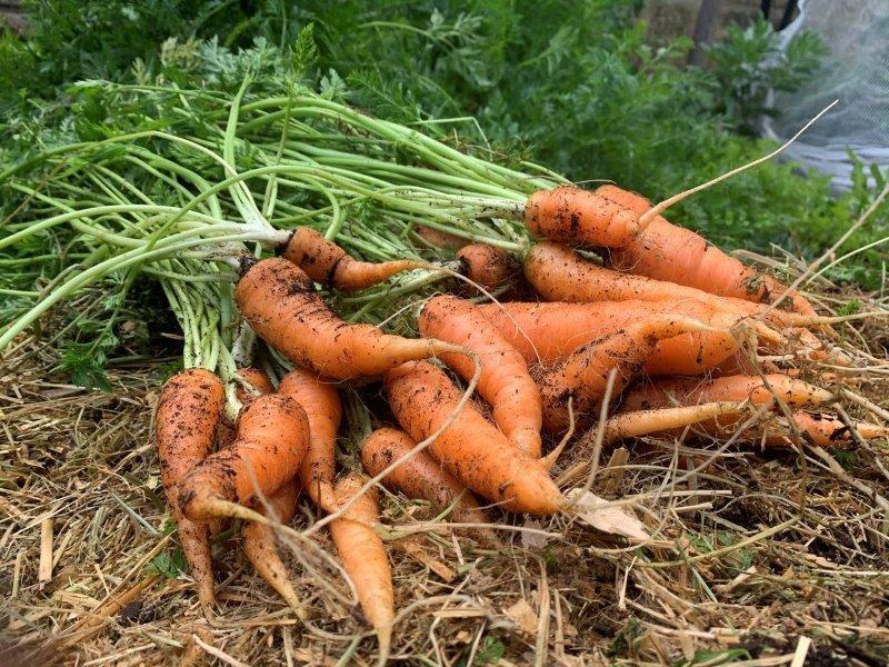 A nice harvest of carrots