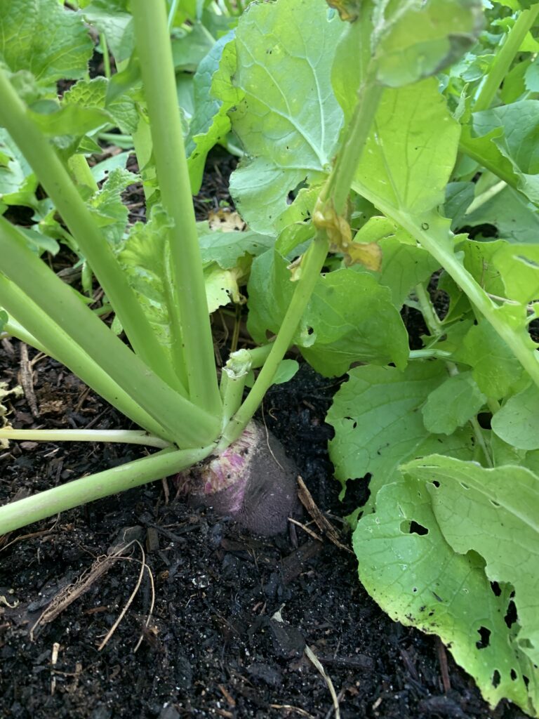 Black spanish radish ready for picking