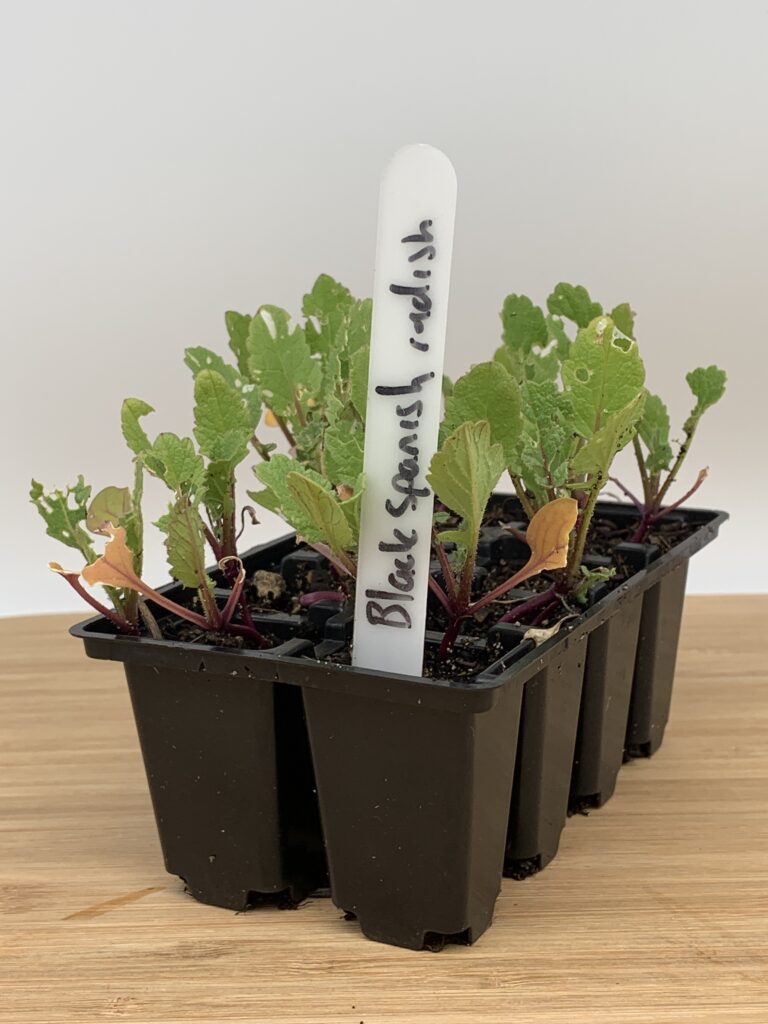 Black spanish radish seedlings sown in a seedling tray