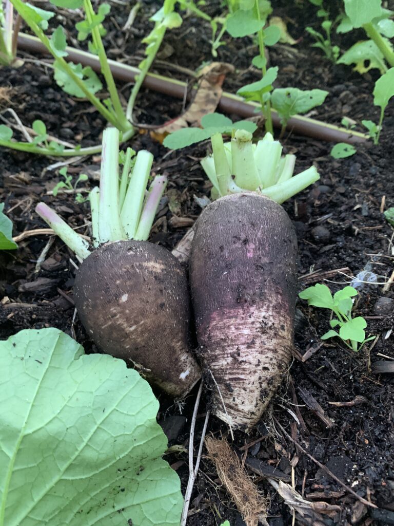 Black spanish radishes picked ready for cooking