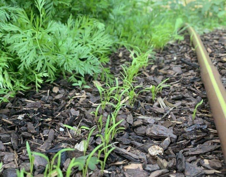 Carrots can be sometime hard to germinate