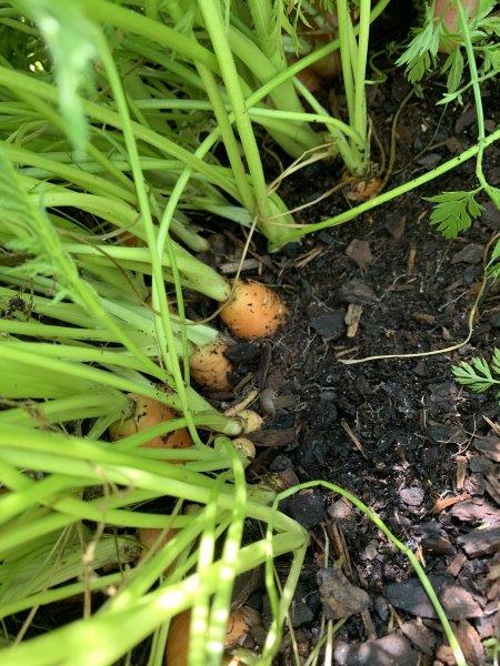 Dig the soil away from the base of the carrots to see if they are ready