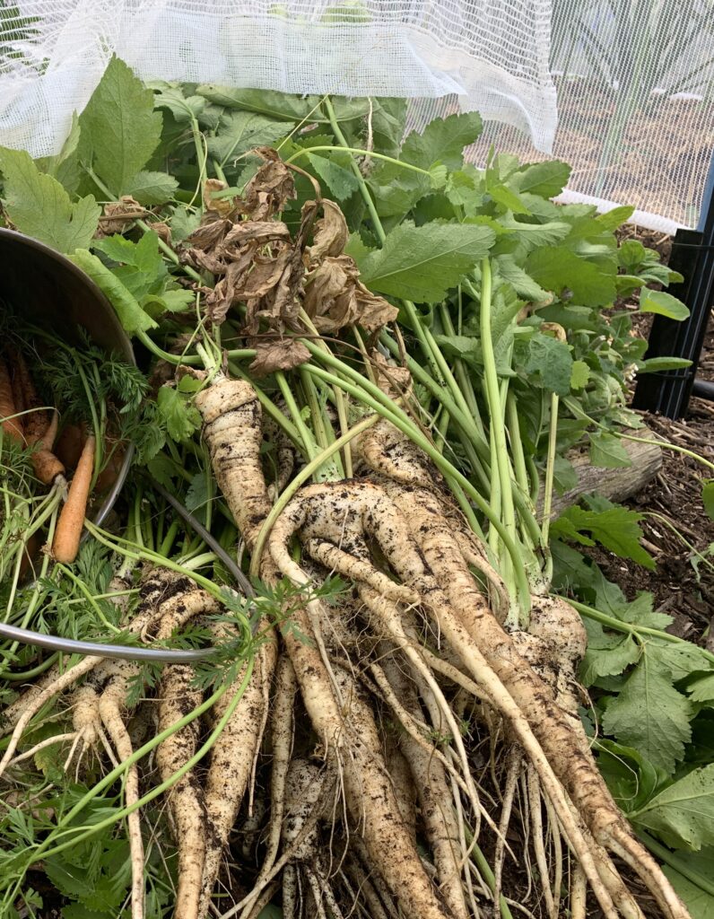 Freshly harvested parsnips