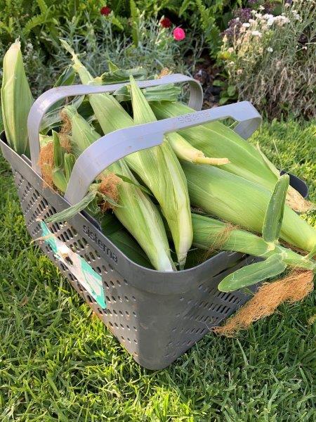 A basket full of sweet corn, what else could you want!