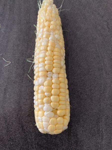 Sweet corn cob with poor pollination
