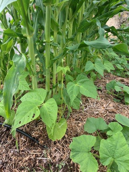 Sweet corn grown in the 3 sister method, sweet corn, beans and squash.