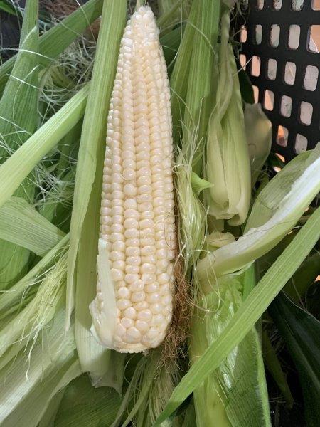 Young sweet corn are just delicous