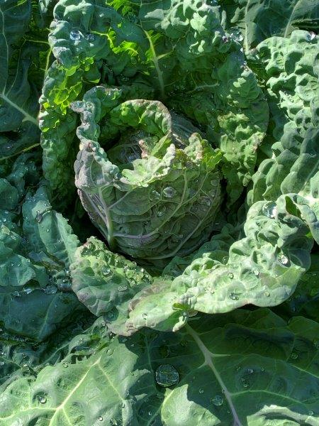 A nice cabbage head starting to form on our Savoy cabbage
