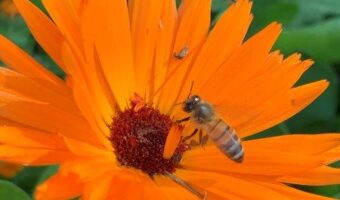 Calendula flowers attract pollinators like this bee