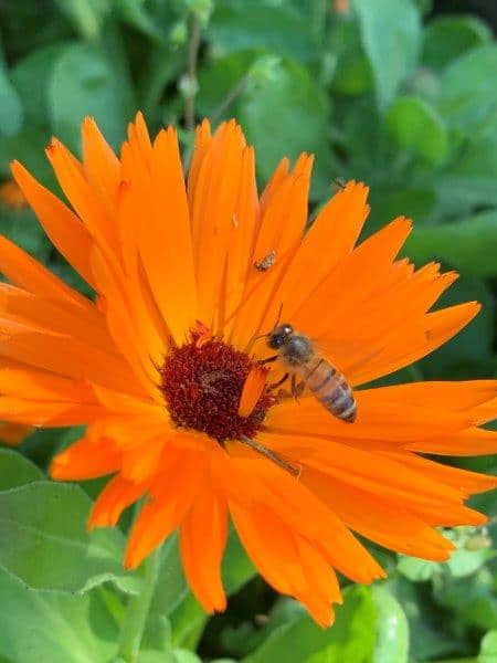 Calendula flowers attract pollinators like this bee