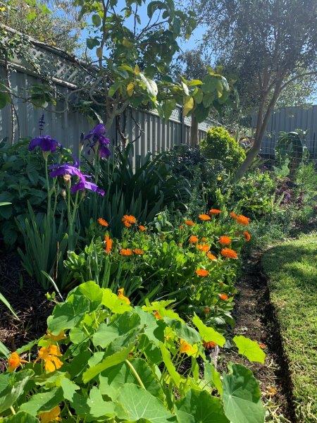 Calendula in our garden bed looking amazing, growing with nasturtiums, salvias and bearded irises