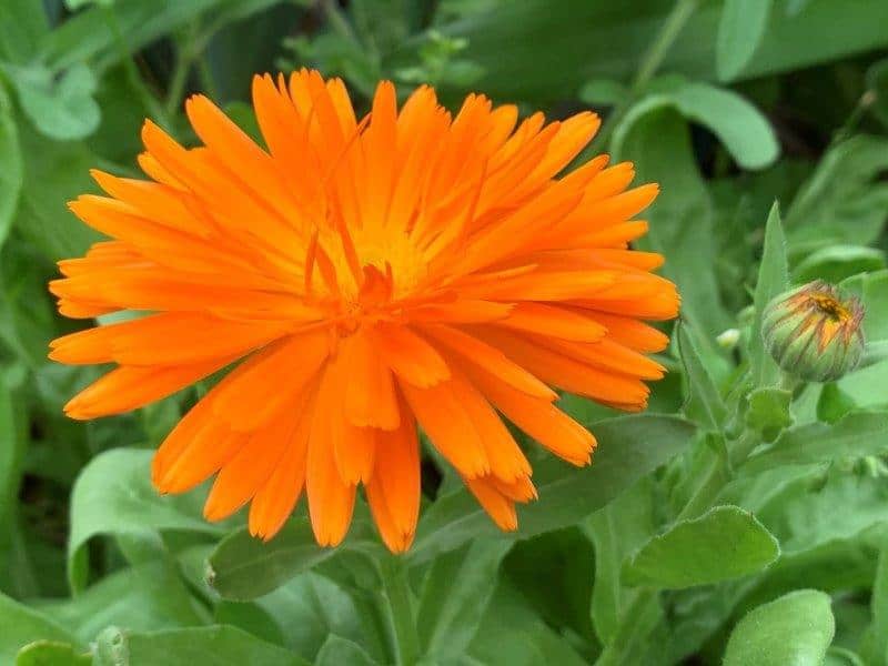 Calendula offer us many benefits and definitely worth growing