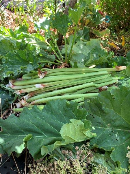 Fresh rhubarb from our backyard garden