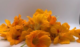 Nasturtium flowers not only looks nice but also can be eaten