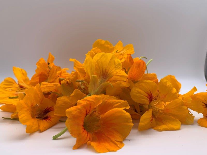 Nasturtium flowers not only looks nice but also can be eaten