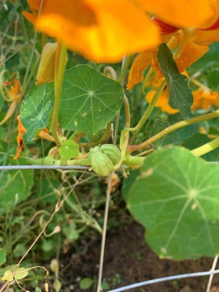 Nasturtium peas can be eaten