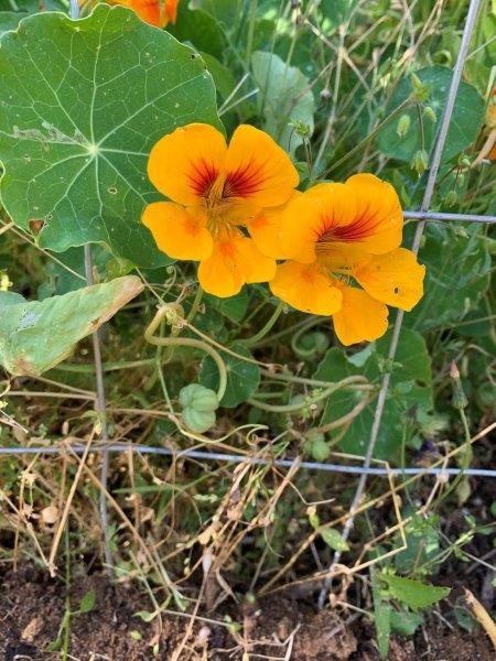 Nasturtiums certainly brighten up the garden