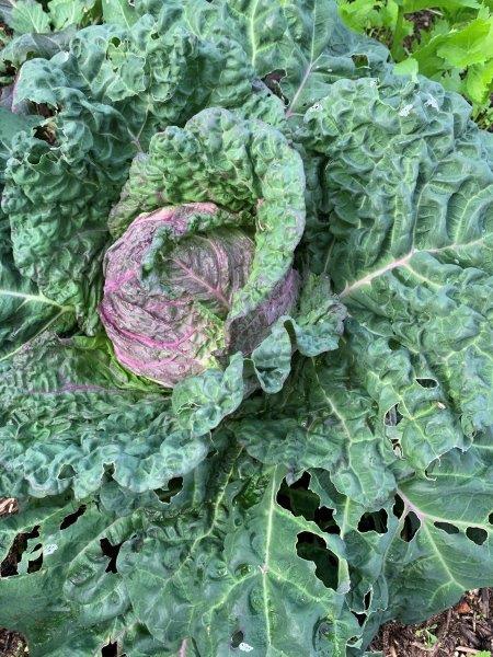 Our savoy purple verona cabbage with a nice head. If you look at the outside leaves you will notice the snail damage