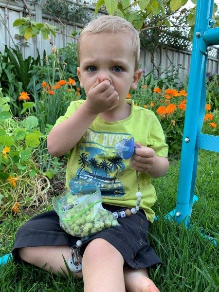 Our son eating nasturtium peas, warning they can be a bit peppery