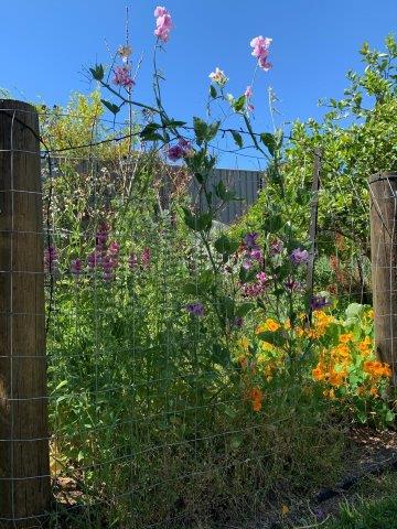 Pink salvias planted in with sweetpeas and nasturtiums