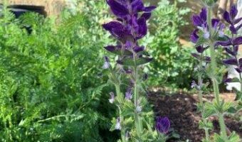 Purple salvia planted in our with our vegetables