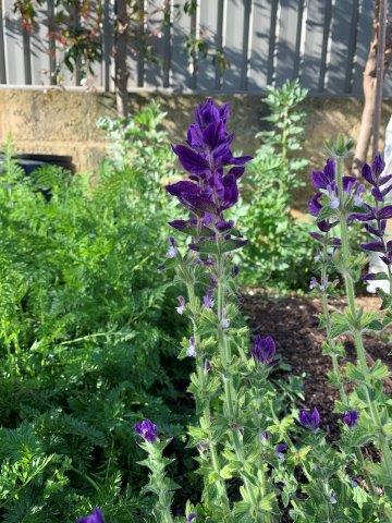 Purple salvia planted in our with our vegetables