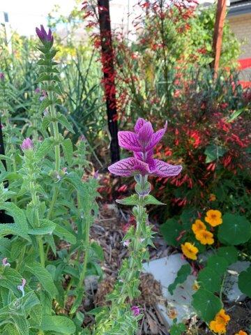 Salvias can really brighten up your garden