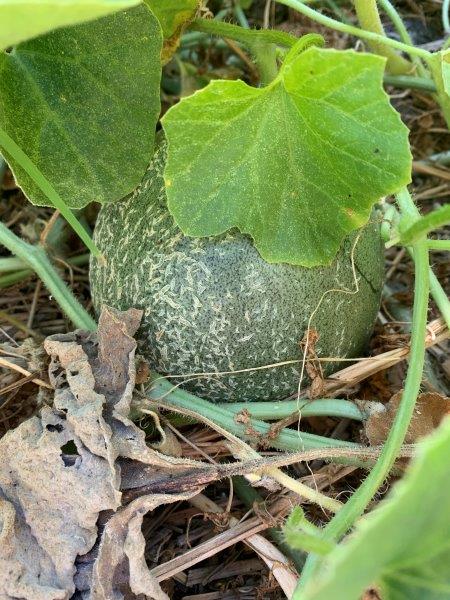 A young rock melon sheltering under the leaves of the vine