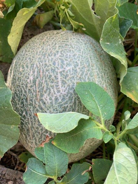 At first glance you could be fooled by thinking this rock melon is ready, its not