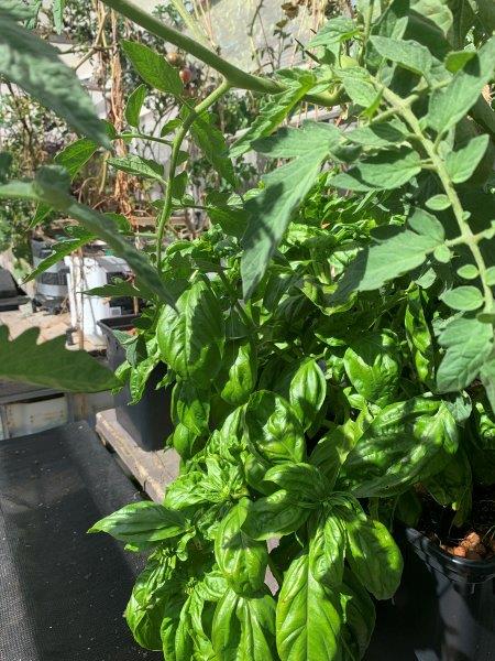 Basil and tomato make the perfect match in the garden and in the kitchen