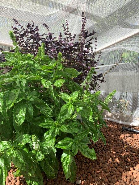 Basil grows really well in the aquaponic