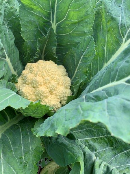 Broccoli, like this romanesco broccoli is something we really enjoy and love about winter vegetables