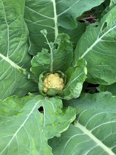 Caterpillars, snails and slugs love cauliflowers. You can see the damaged leaf and the caterpillar poo on the cauliflower head