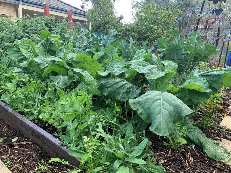 Cauliflowers grow well with peas and broccoli