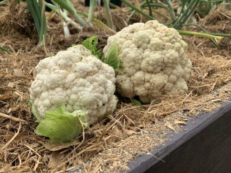 How to Grow Cauliflowers The Complete Guide from Seed to Table