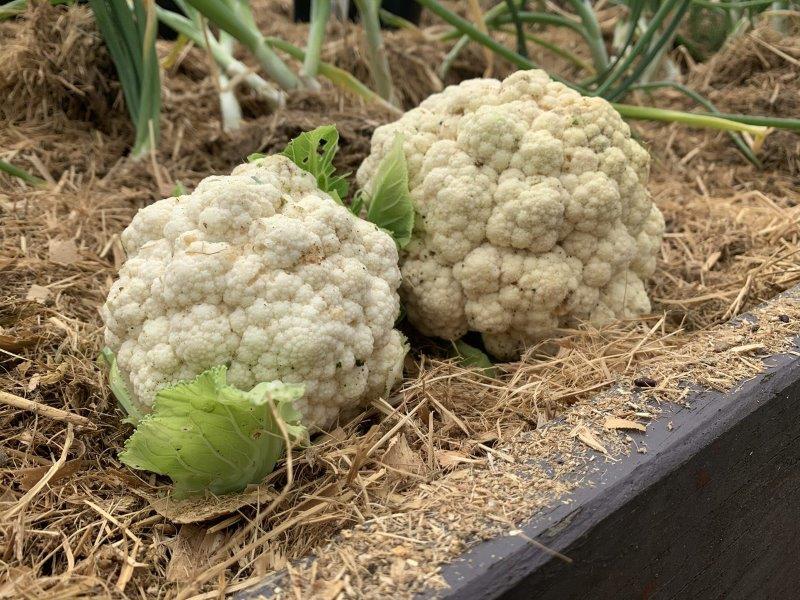 Fresh cauliflowers, they are such a tasty versatile vegetable