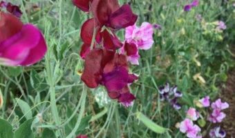 Growing different varieties of sweet pea flowers can give you large range colours and flower variations
