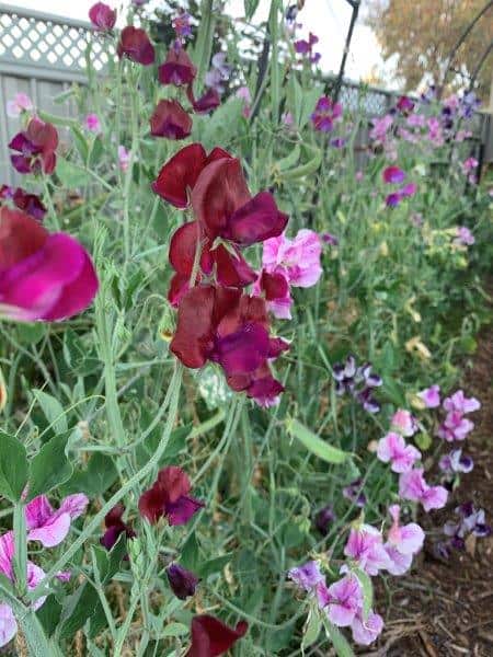 Growing different varieties of sweet pea flowers can give you large range colours and flower variations