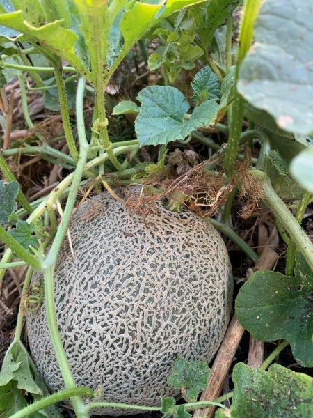 Here is a picture of a ripe rock melon, it has distinct webbing, you could smell it and it fell off from the vine