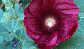Hollyhock flowers have a large range of beautiful colours