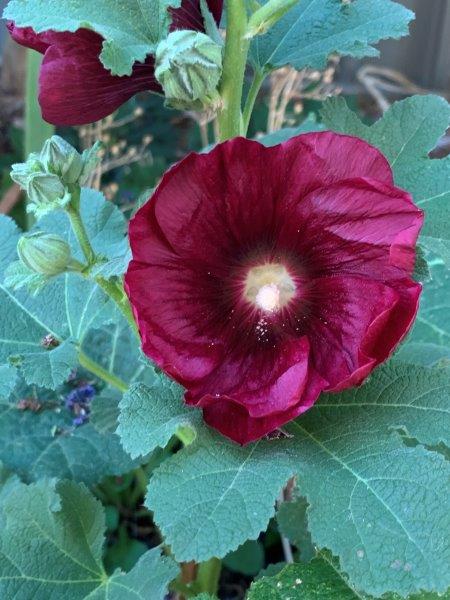 Nearly Natural Flowering Hollyhock Spray